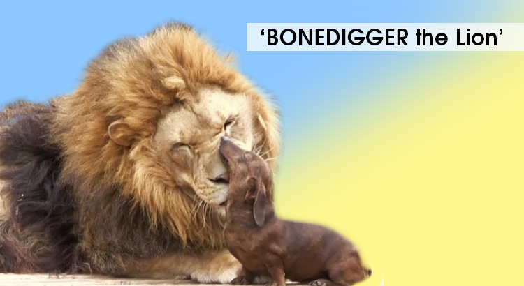 Bonedigger the Lion